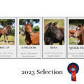 2023 selection