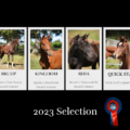 2023 selection